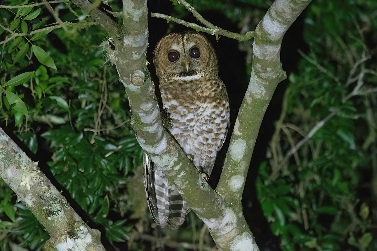 Rusty-barred Owl - ML622632155