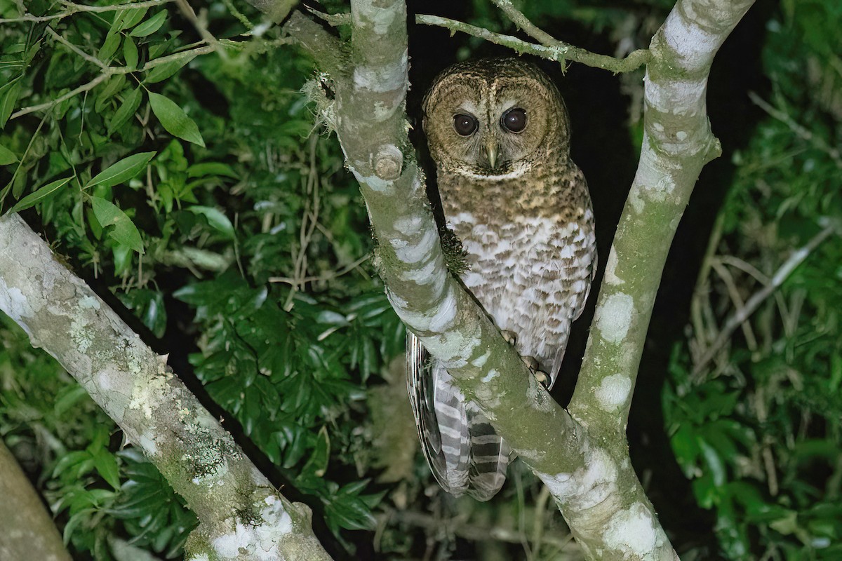 Rusty-barred Owl - Raphael Kurz -  Aves do Sul