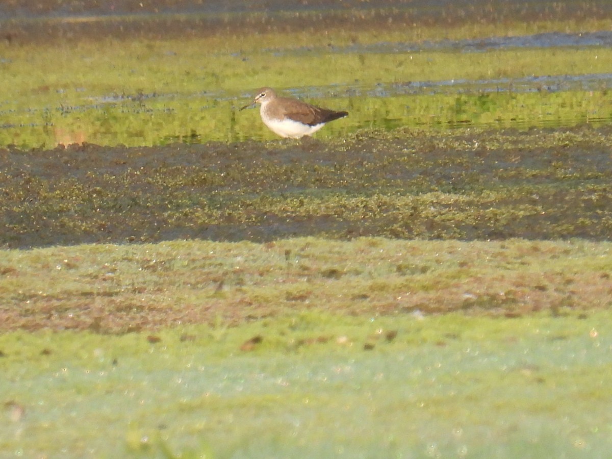 Chevalier cul-blanc - ML622632174