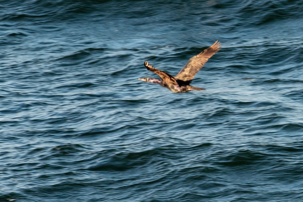 Pelagic Cormorant - ML622632299