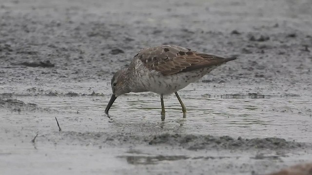 Stilt Sandpiper - ML622632331