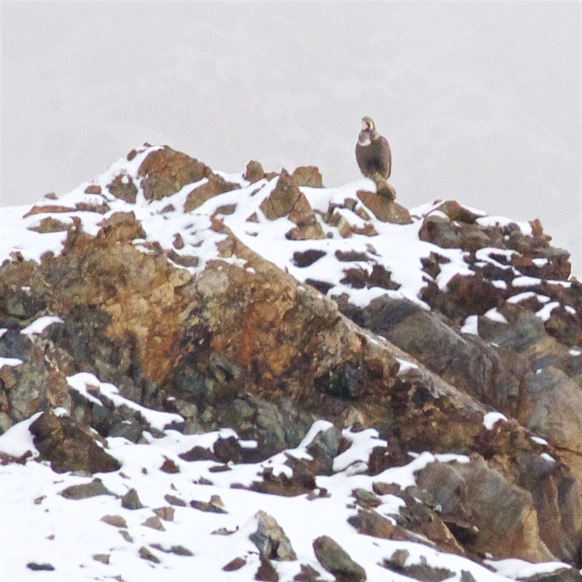 Himalayan Snowcock - ML622632349