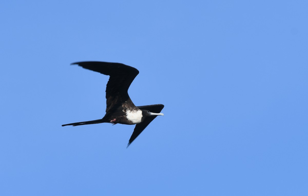 Magnificent Frigatebird - ML622632364