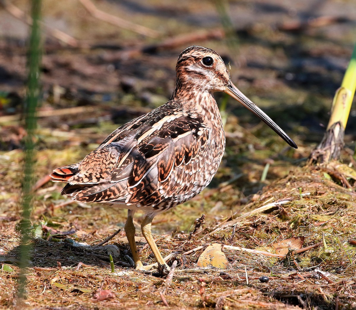 Wilson's Snipe - ML622632365