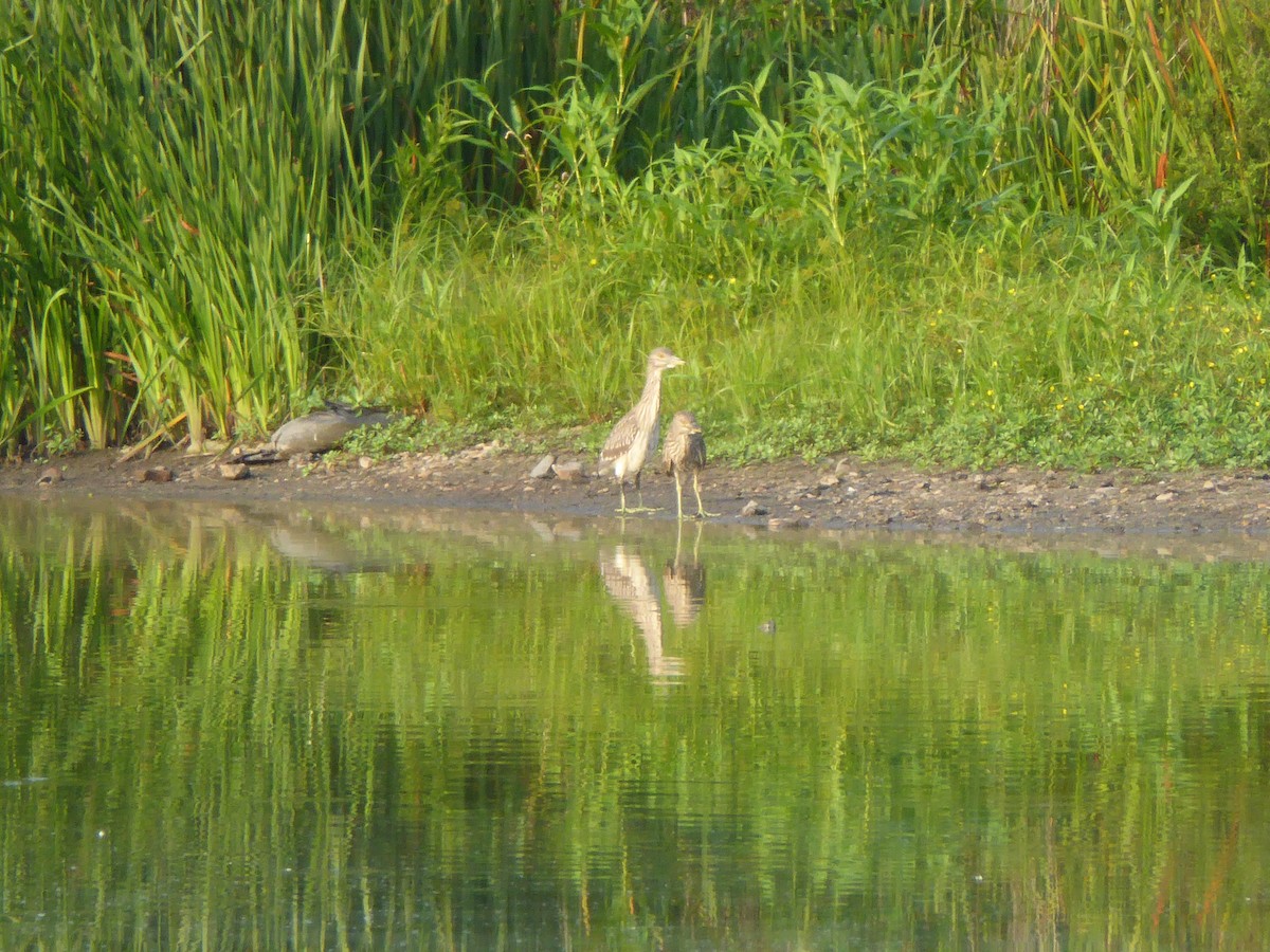 Black-crowned Night Heron - ML622632397