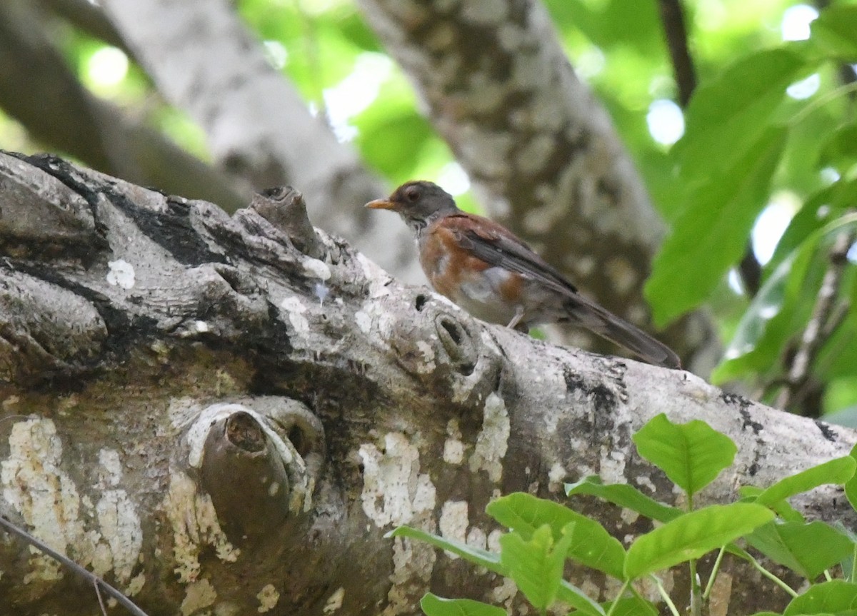 Rufous-backed Robin - ML622632403