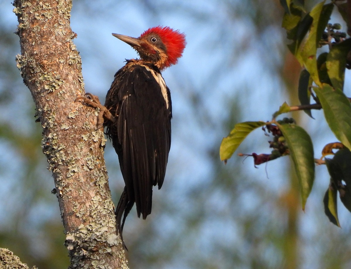 Lineated Woodpecker (Lineated) - ML622632404