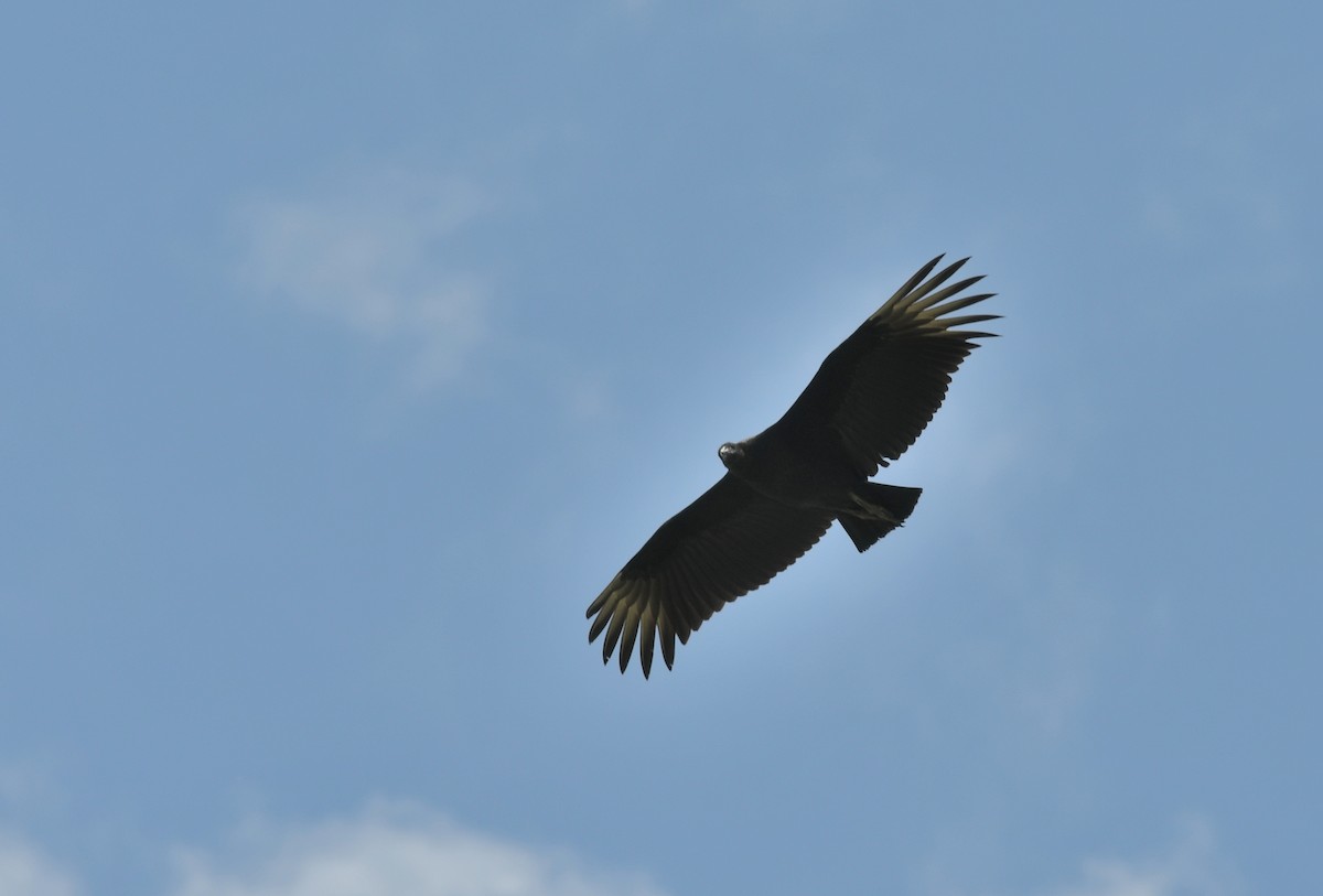 Black Vulture - ML622632420