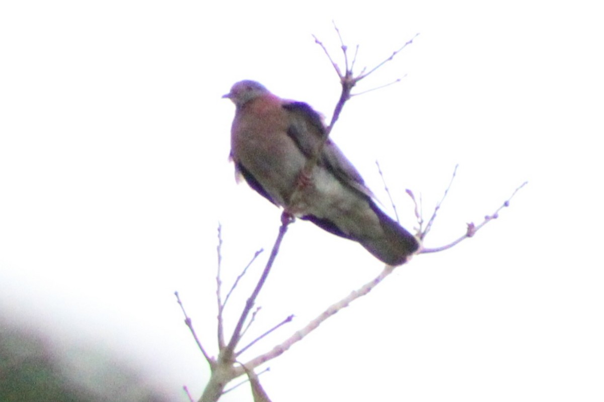 Pale-vented Pigeon - ML622632446