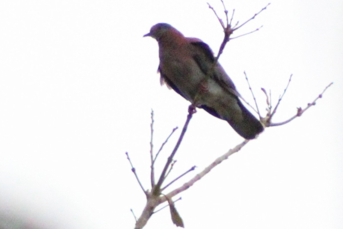 Pale-vented Pigeon - ML622632447