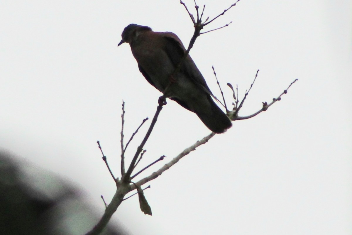 Pale-vented Pigeon - ML622632448