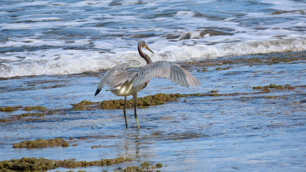 Tricolored Heron - Julio Barquero Elizondo