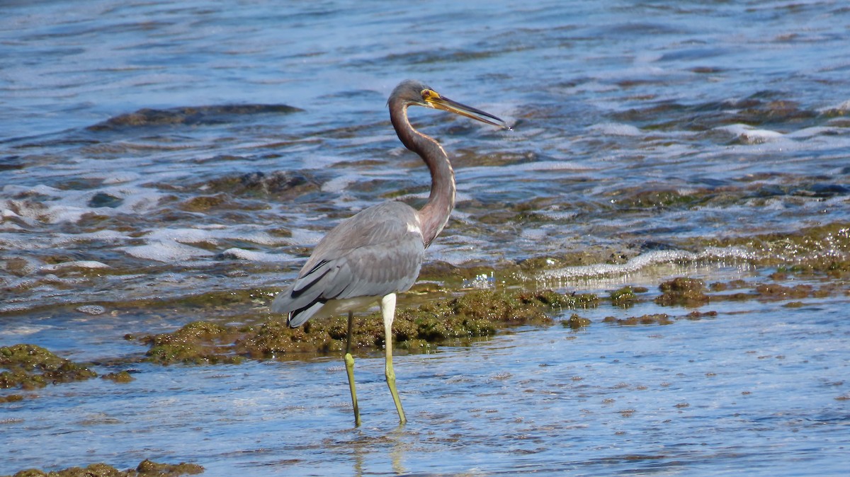 Tricolored Heron - Julio Barquero Elizondo