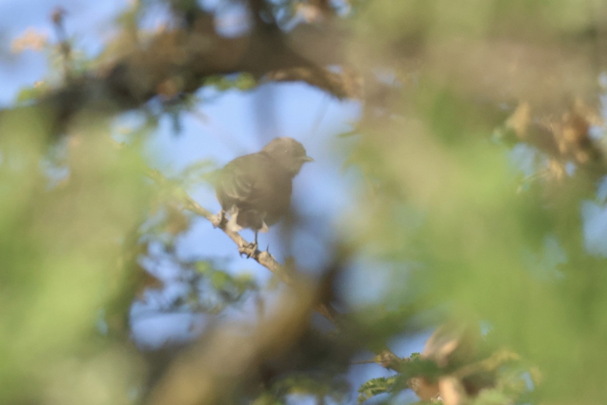 Wahlberg's Honeyguide - ML622632522