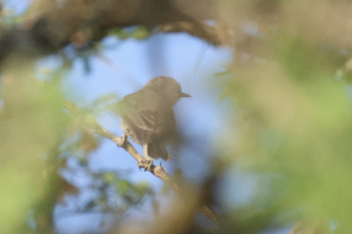 Wahlberg's Honeyguide - ML622632525