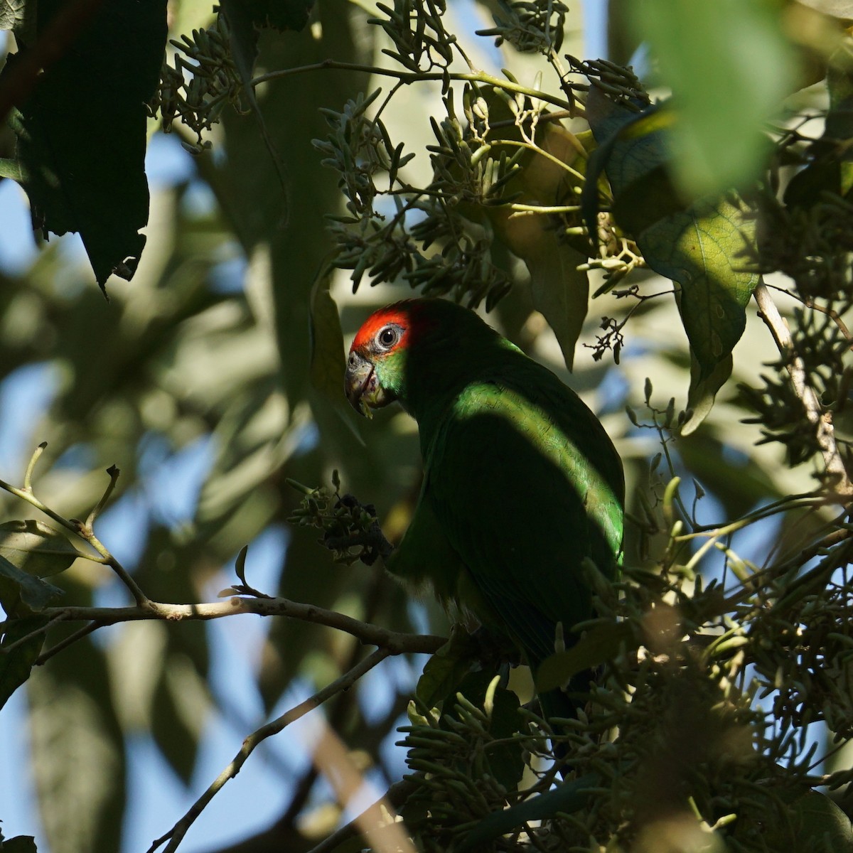 Pileated Parrot - ML622632531