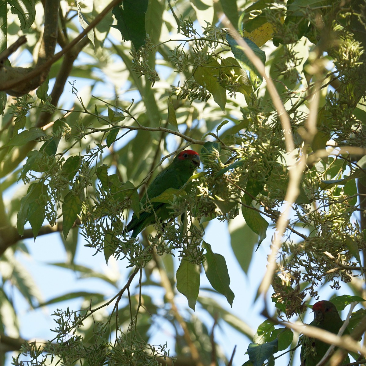 Pileated Parrot - ML622632538