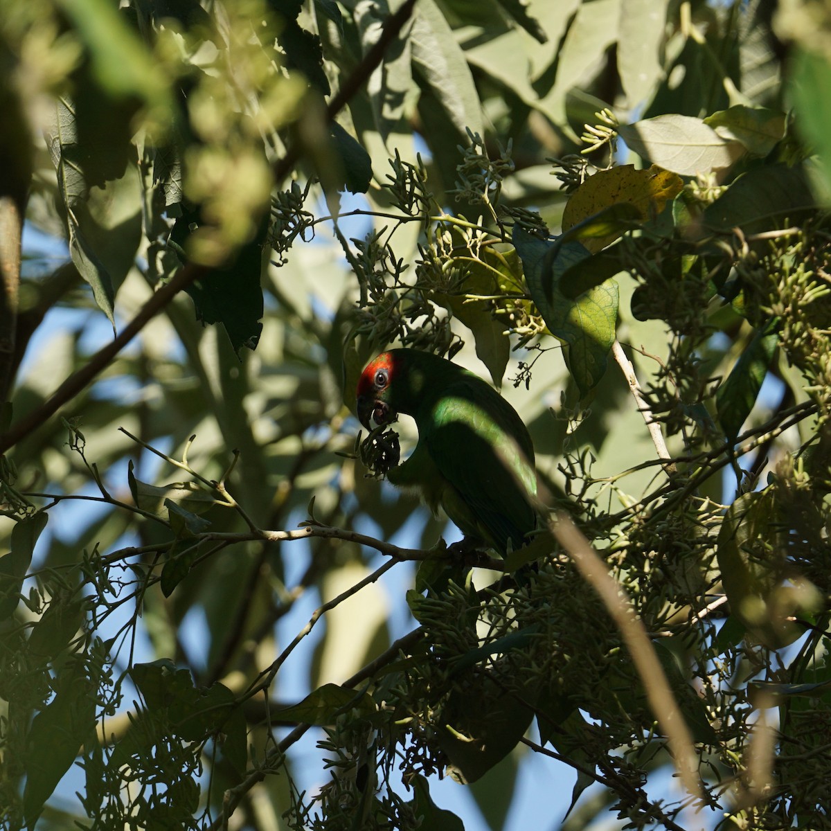 Pileated Parrot - ML622632547