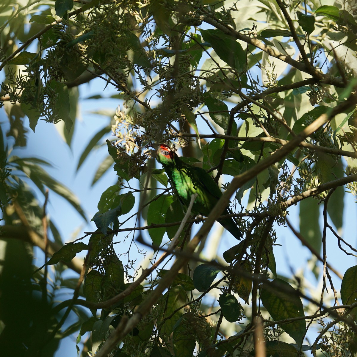 Pileated Parrot - ML622632550