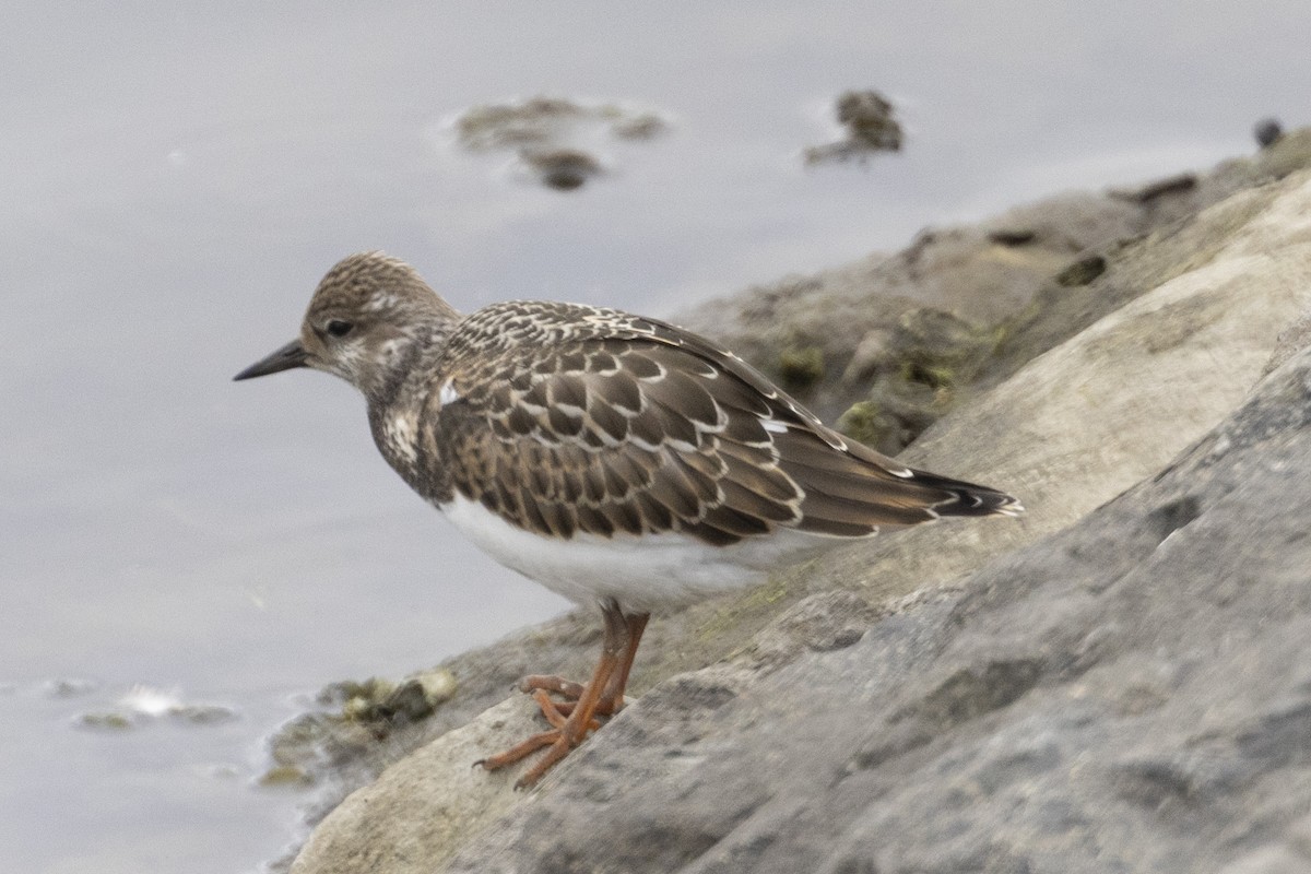 Ruddy Turnstone - Gary Clayton