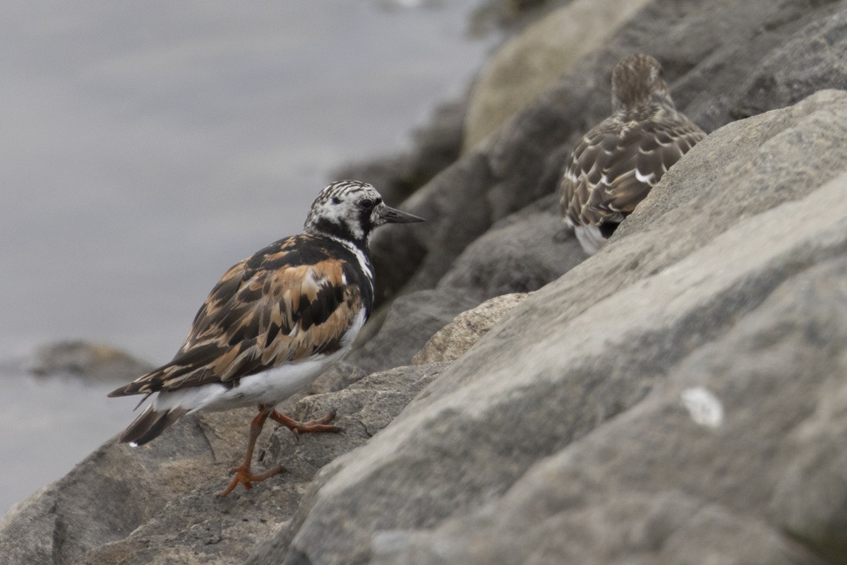 Ruddy Turnstone - ML622632586