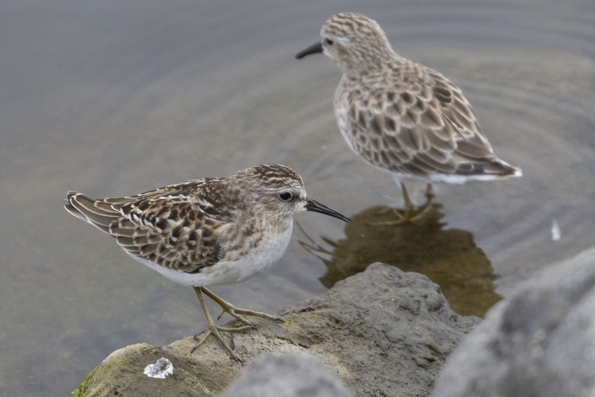 Least Sandpiper - ML622632604