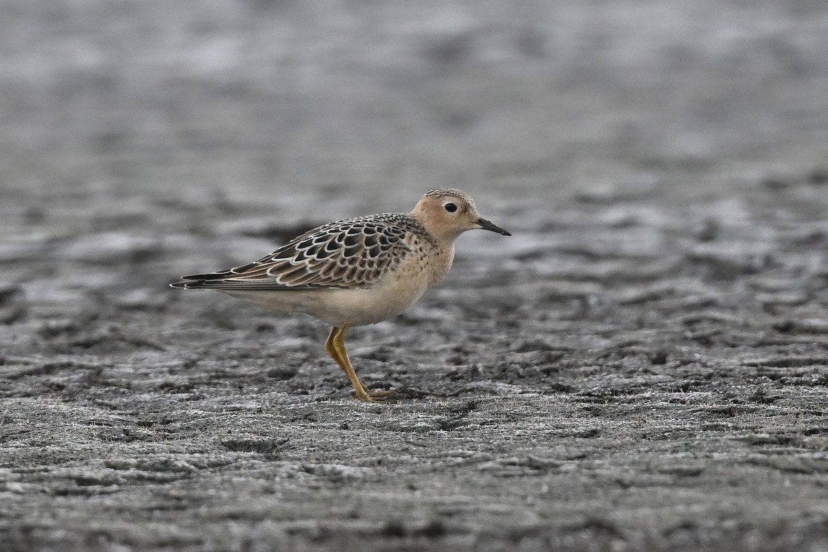 Buff-breasted Sandpiper - Chris Rees