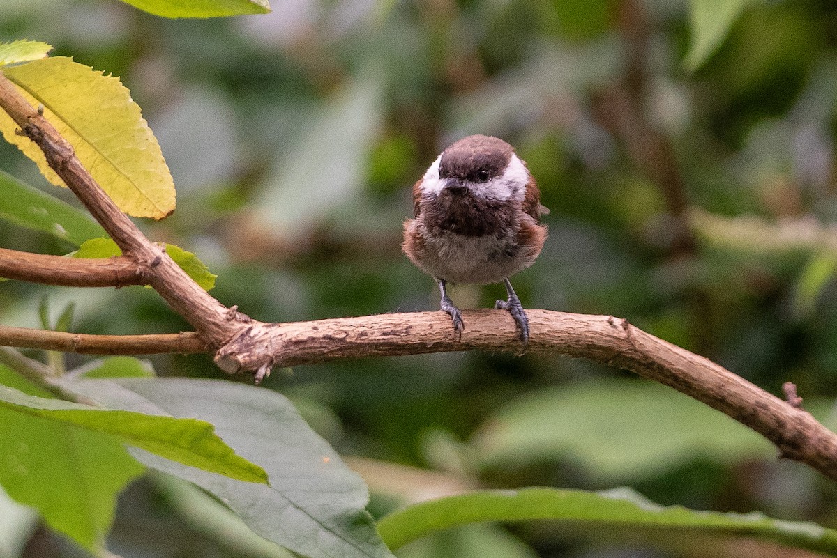 Chestnut-backed Chickadee - ML622632700