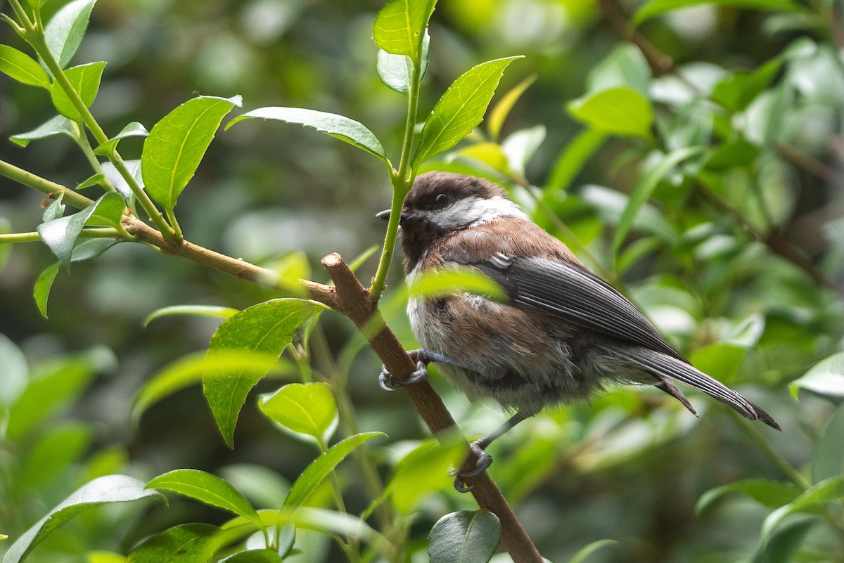 Chestnut-backed Chickadee - ML622632701