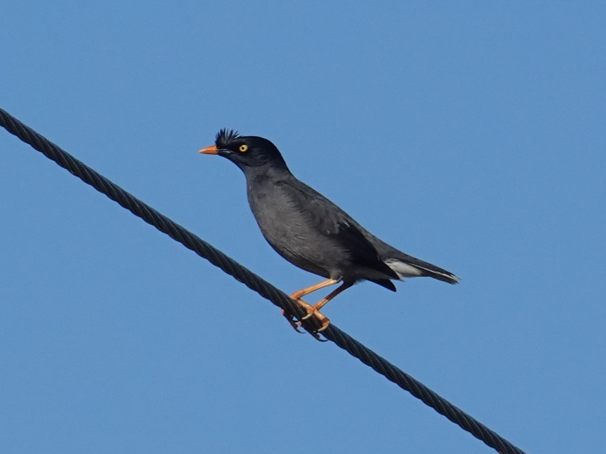 Jungle Myna - ML622632717