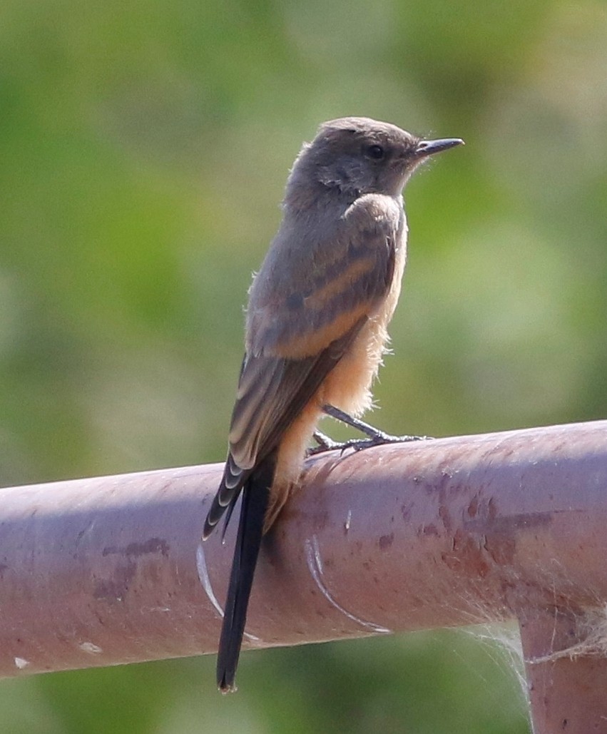 Say's Phoebe - ML622632747