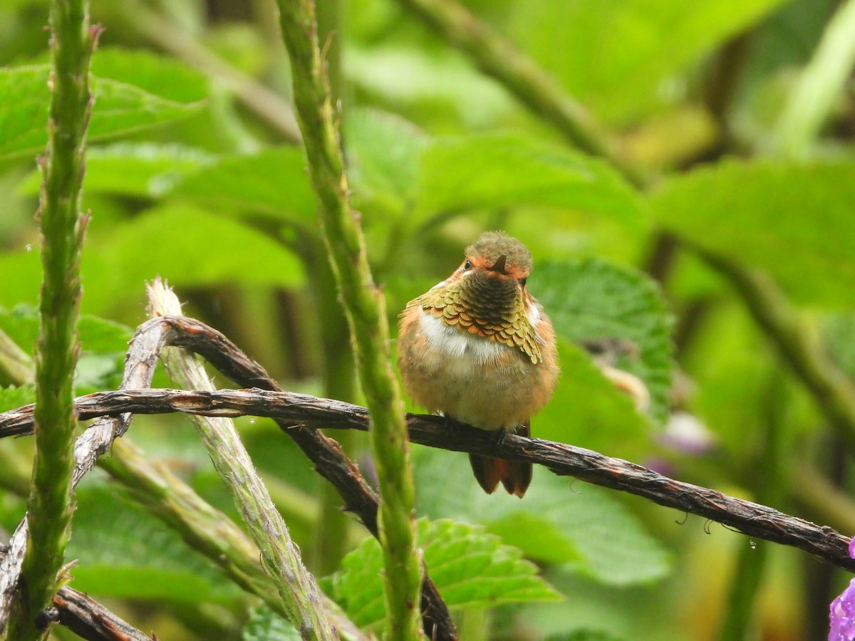 Scintillant Hummingbird - ML622632749