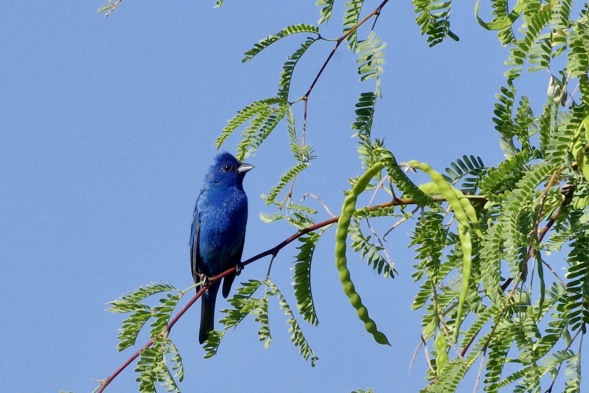 Indigo Bunting - ML622632755