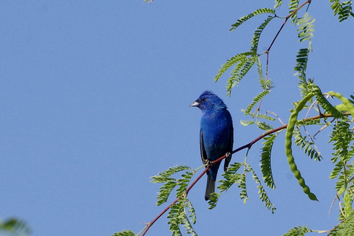 Indigo Bunting - ML622632756