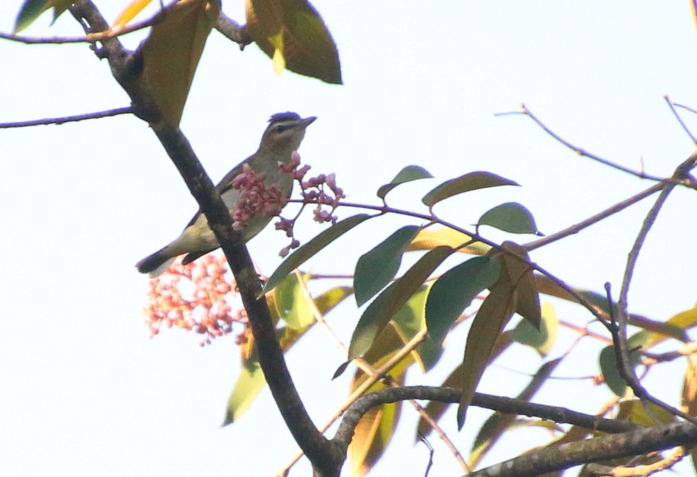 Rotaugenvireo - ML622632779