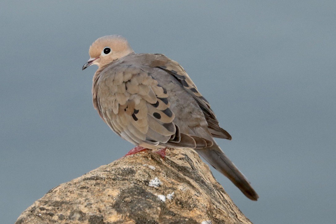 Mourning Dove - ML622632791