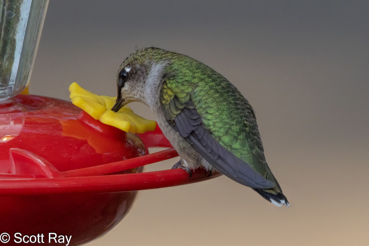 Ruby-throated Hummingbird - ML622632805