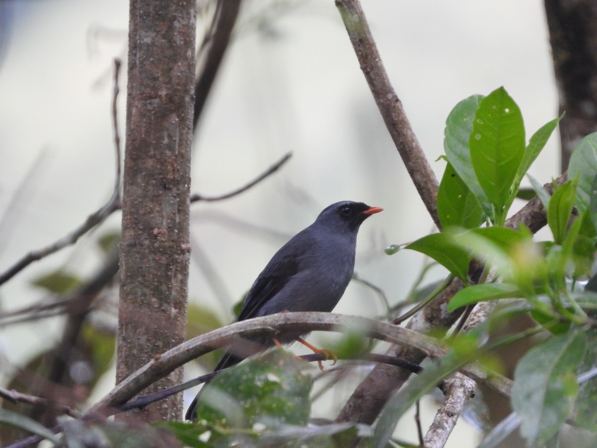 Black-faced Solitaire - Loretta Goldberg