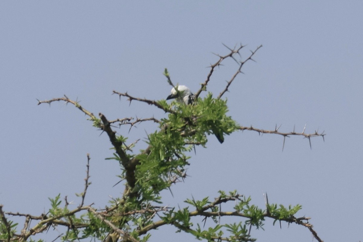 White-headed Barbet - ML622632815