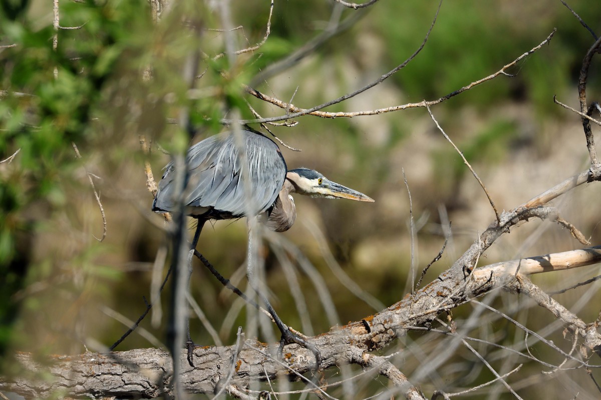 Great Blue Heron - ML622632820