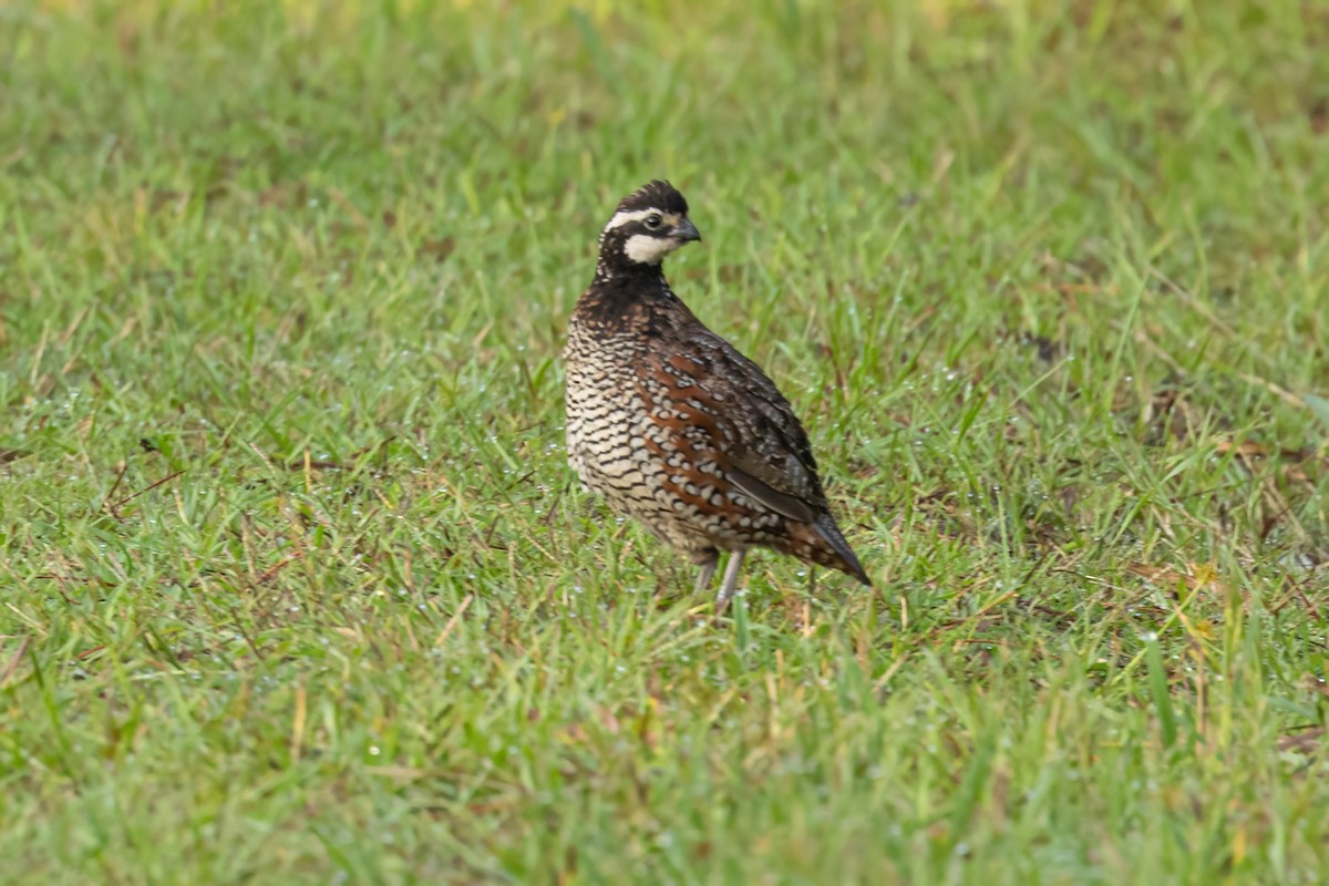 Northern Bobwhite - ML622632895