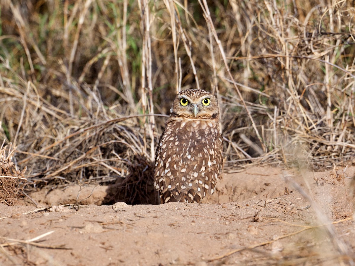 Burrowing Owl - ML622632899