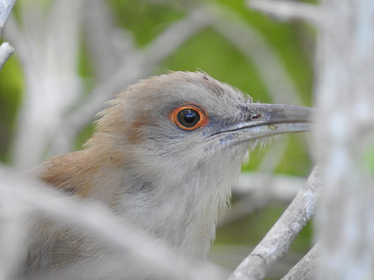 Great Lizard-Cuckoo - ML622632920