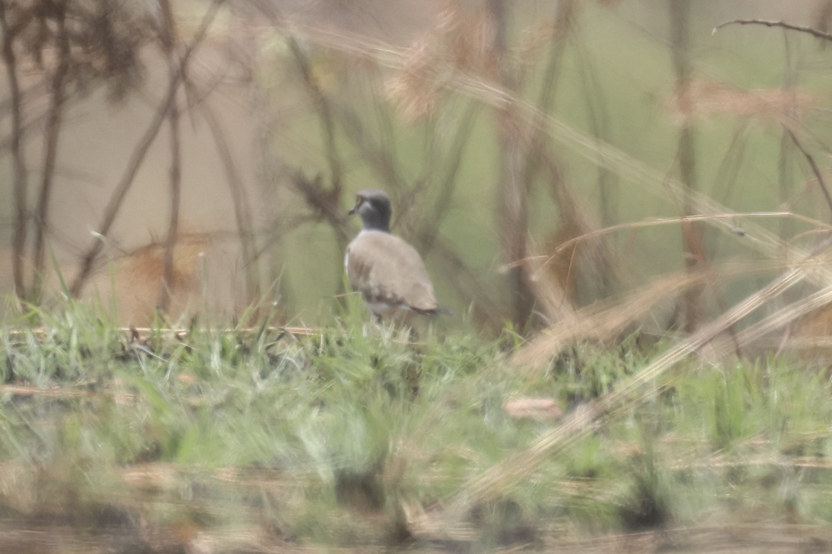 Senegal Lapwing - ML622632968