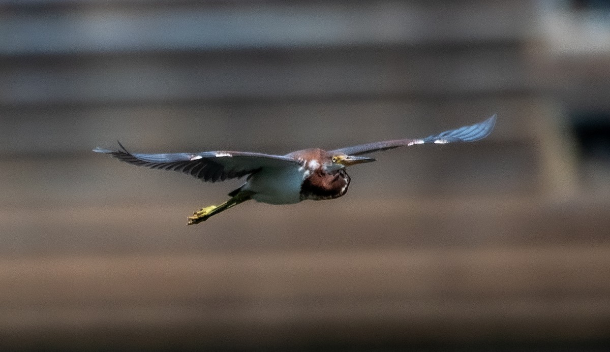 Tricolored Heron - cynthia mullens