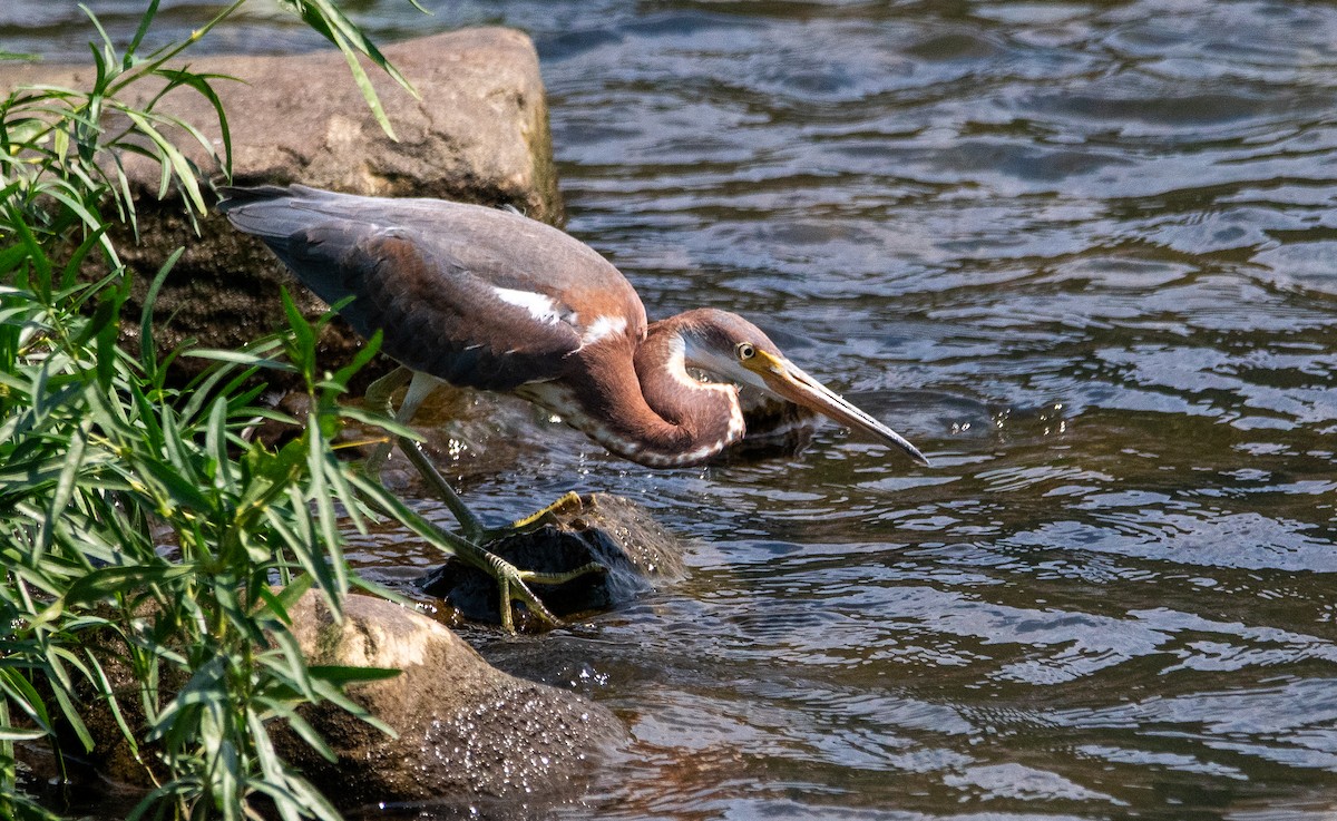 Tricolored Heron - cynthia mullens