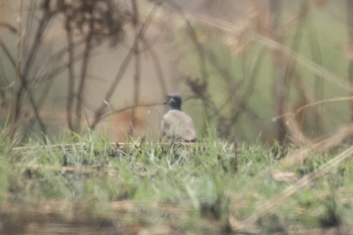 Senegal Lapwing - ML622632981