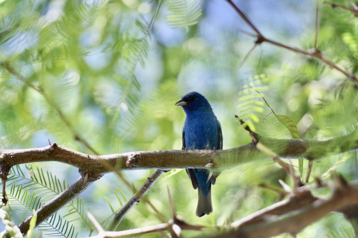 Indigo Bunting - ML622633008