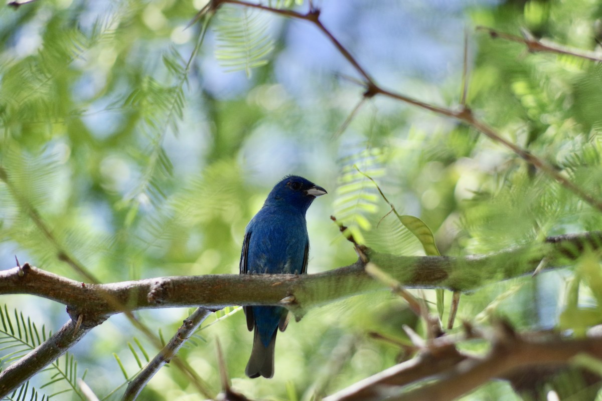 Indigo Bunting - ML622633009