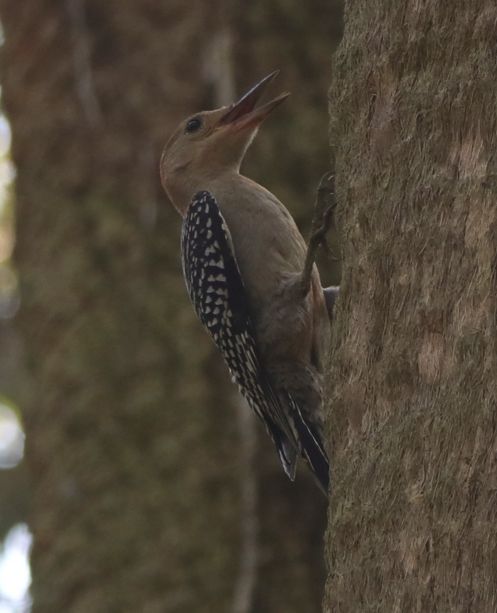 Red-bellied Woodpecker - ML622633063